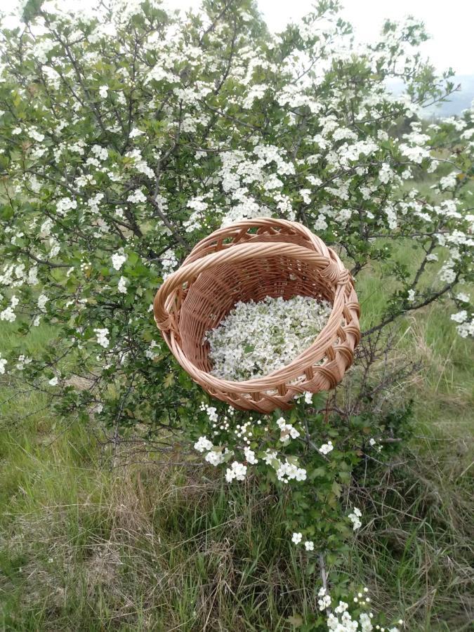 Appartamento Pod Modrzewiami Milówka Esterno foto