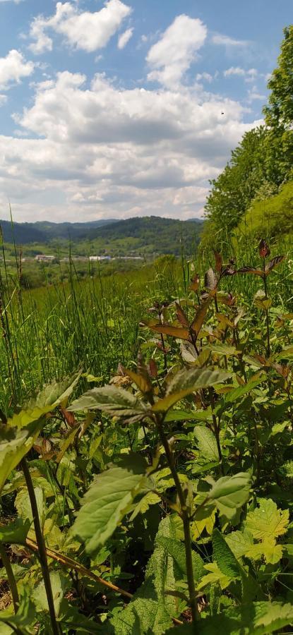 Appartamento Pod Modrzewiami Milówka Esterno foto